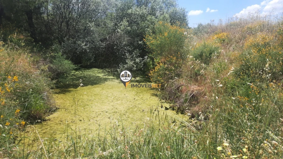 Terreno para Venda em Castelo Branco Foto 5