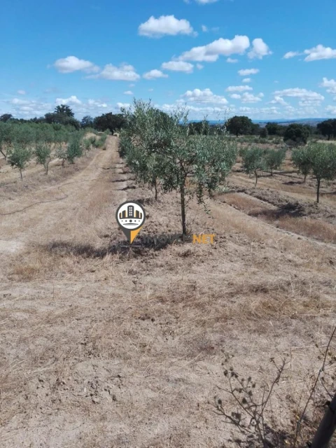 Terreno para Venda em Alcains