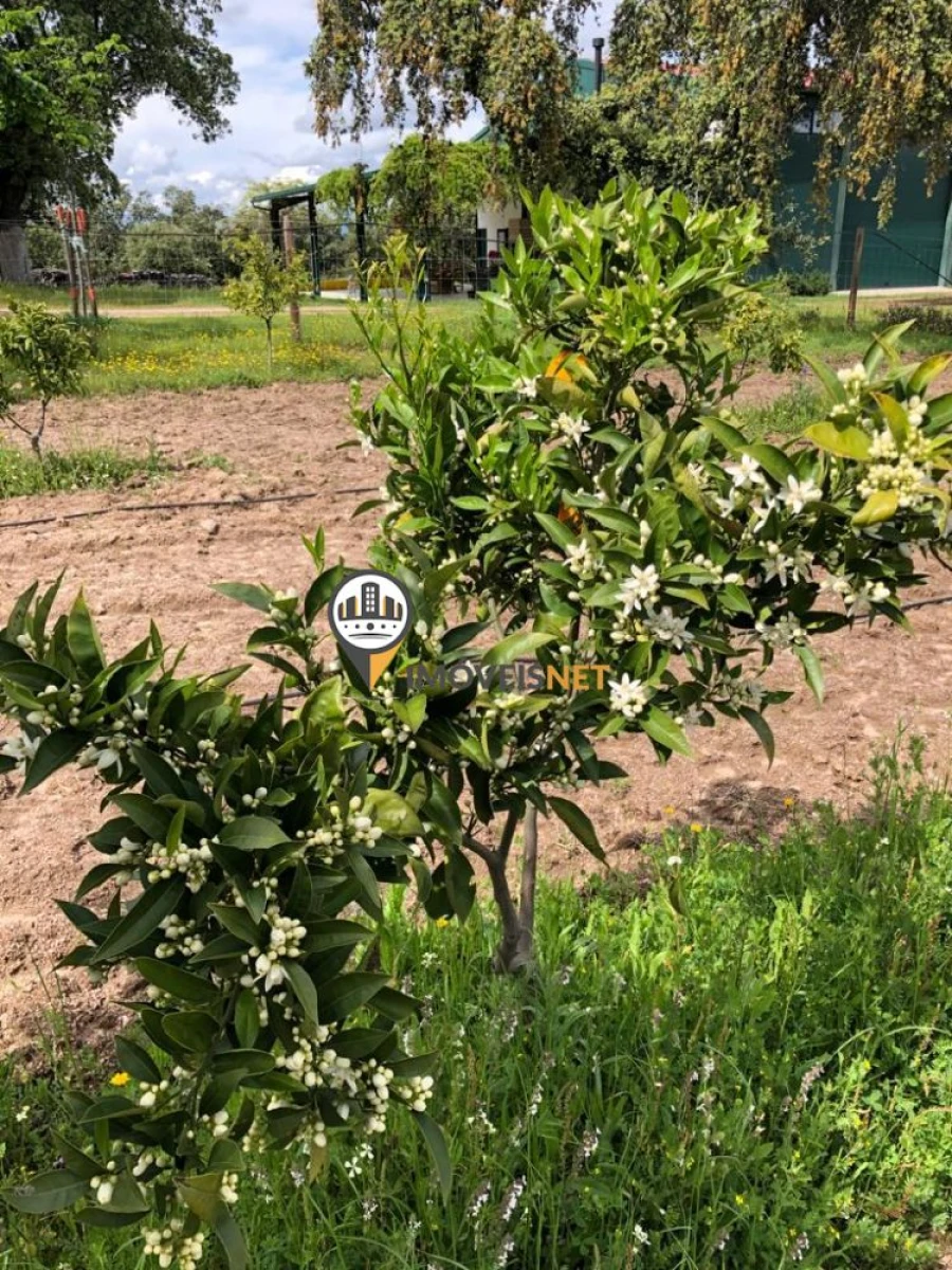 Terreno para Venda em Alcains Foto 9