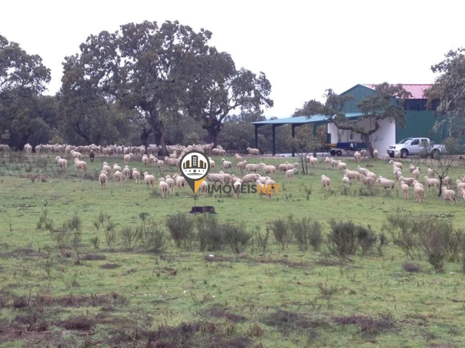 Terreno para Venda em Alcains Foto 18