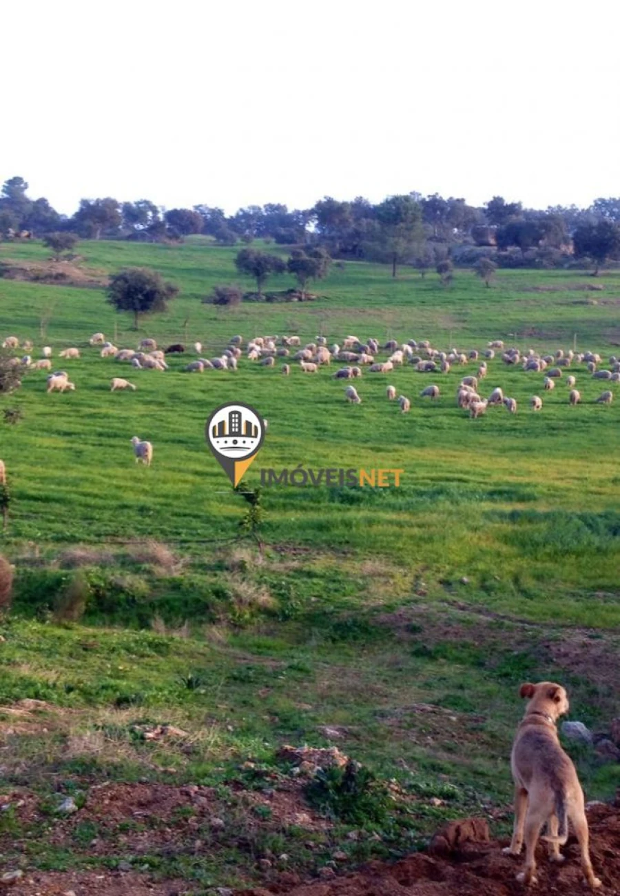 Terreno para Venda em Alcains Foto 2
