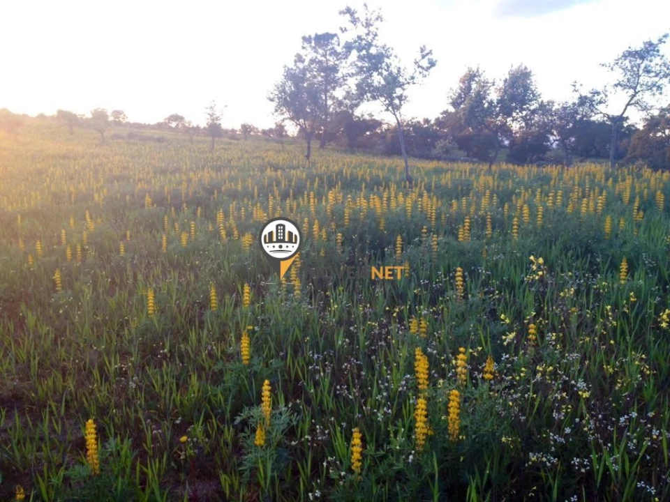 Terreno para Venda em Alcains Foto 3