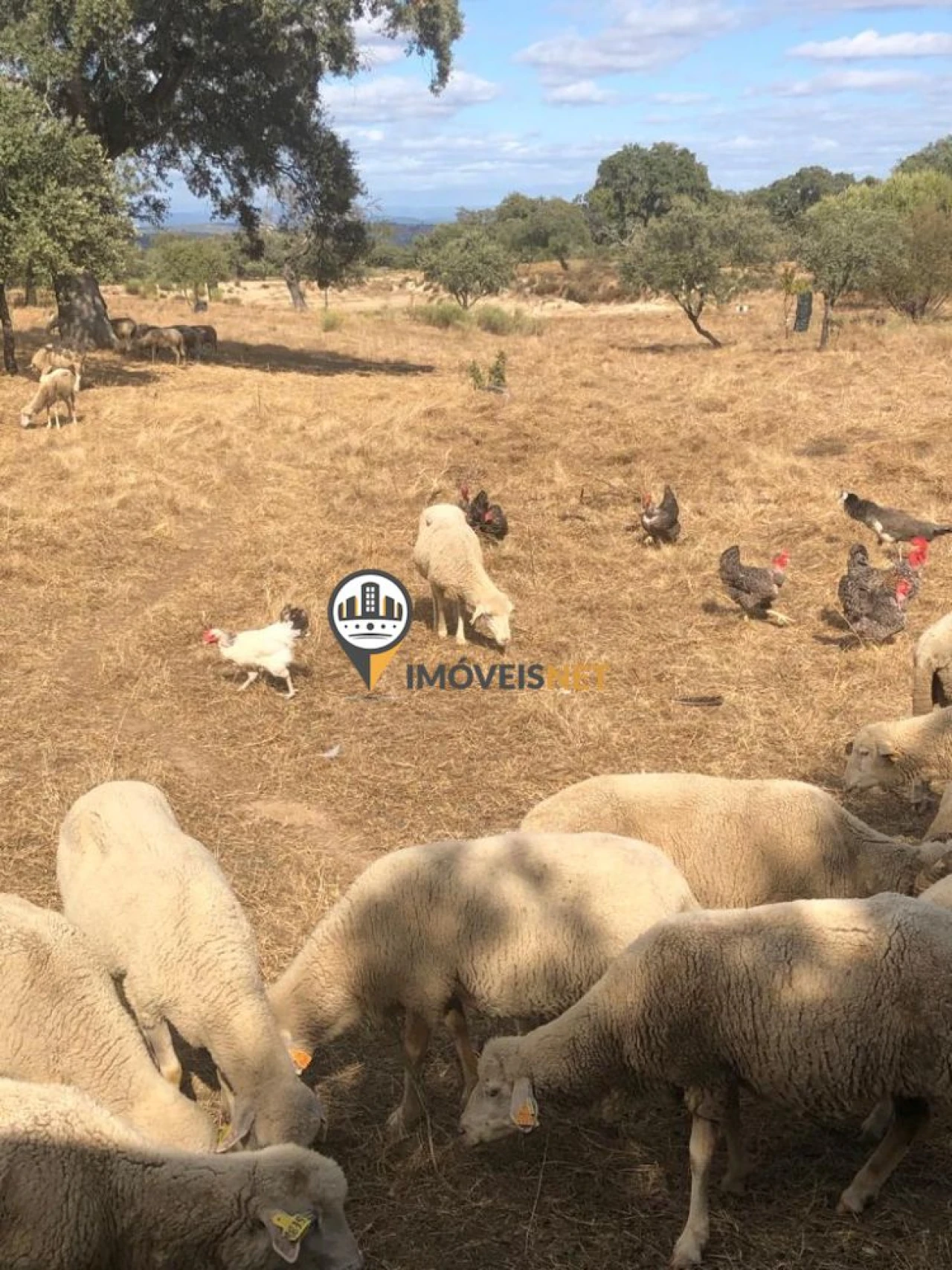 Terreno para Venda em Alcains Foto 4