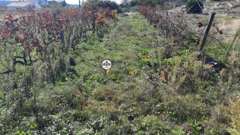 Terreno para Venda em Castelo Branco