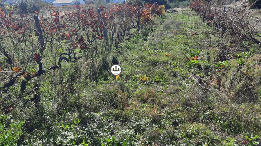 Terreno para Venda em Castelo Branco Foto 5