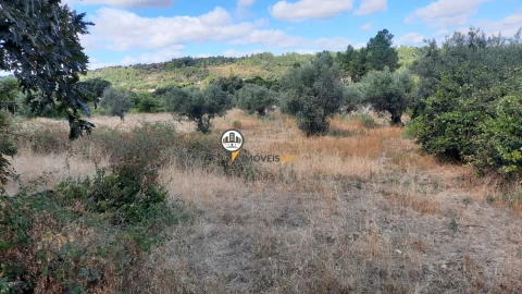 Terreno para Venda em Castelo Branco