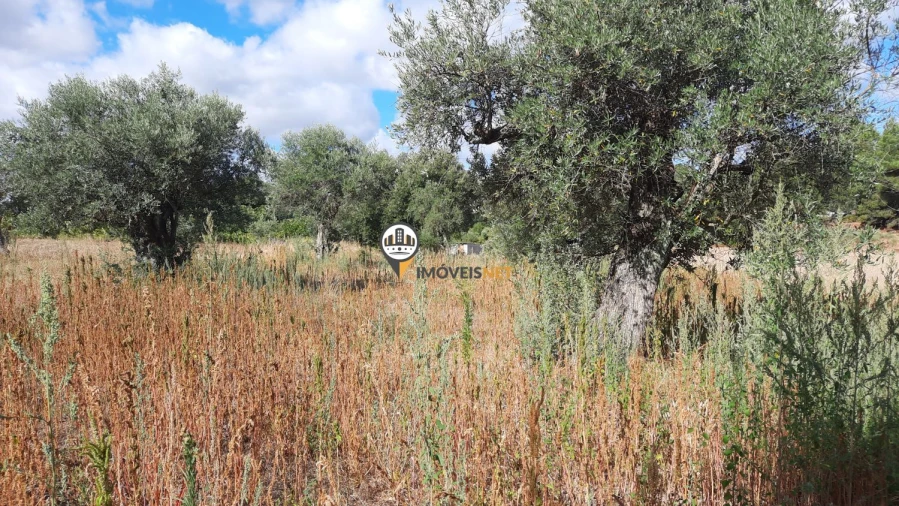 Terreno para Venda em Castelo Branco Foto 7