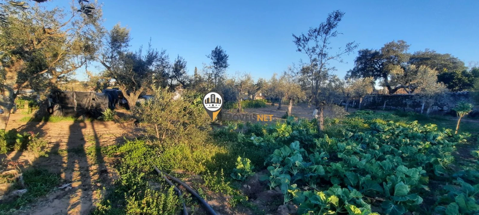 Terreno para Venda em Escalos de Baixo e Mata Foto 13