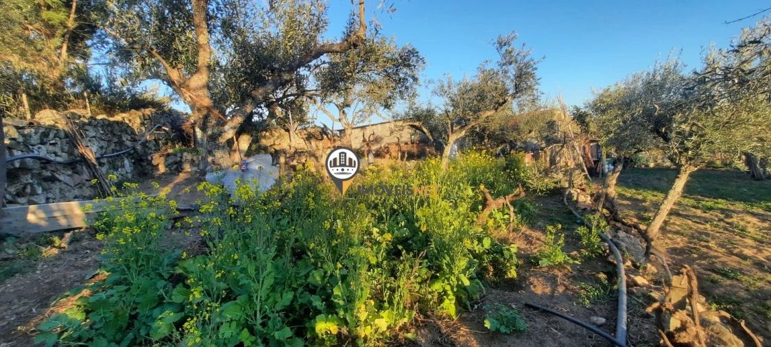 Terreno para Venda em Escalos de Baixo e Mata Foto 29