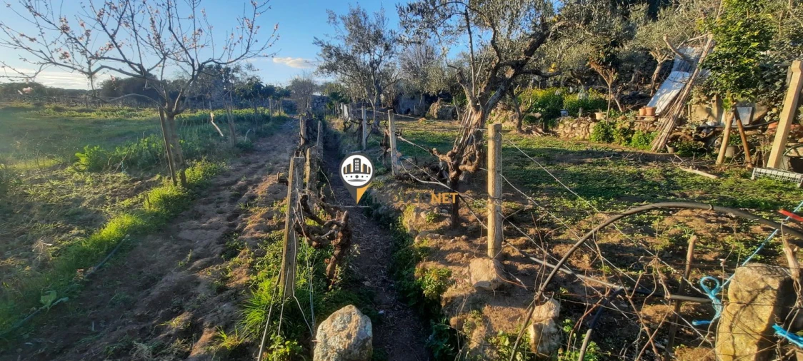 Terreno para Venda em Escalos de Baixo e Mata Foto 9