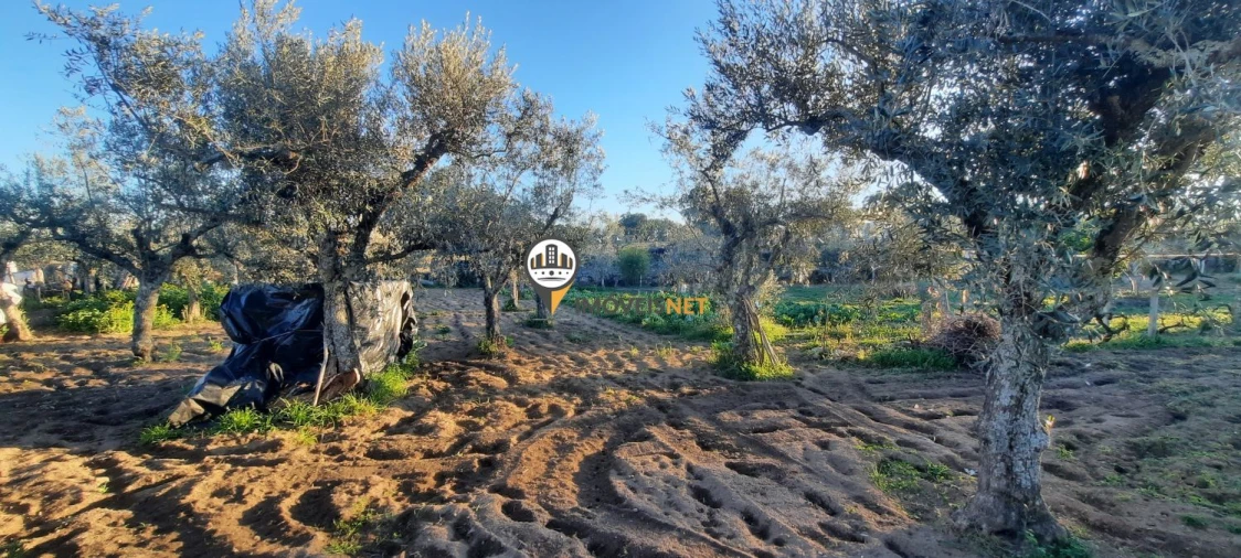 Terreno para Venda em Escalos de Baixo e Mata Foto 8
