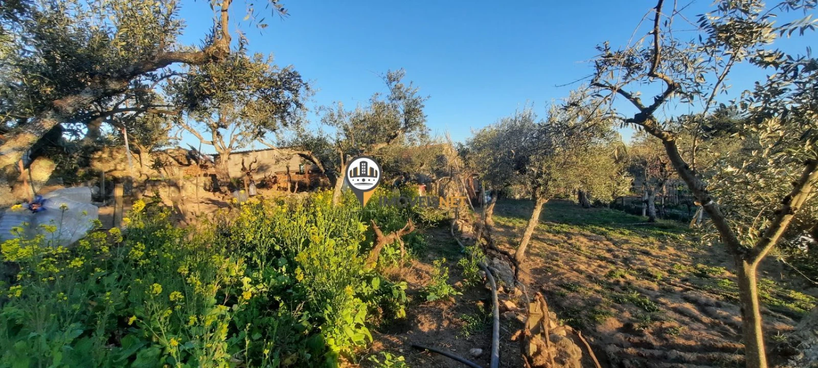 Terreno para Venda em Escalos de Baixo e Mata Foto 30
