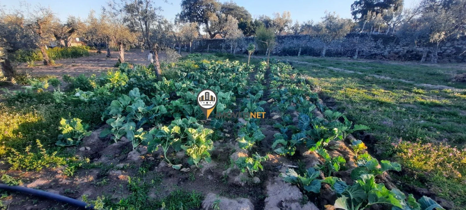 Terreno para Venda em Escalos de Baixo e Mata Foto 12