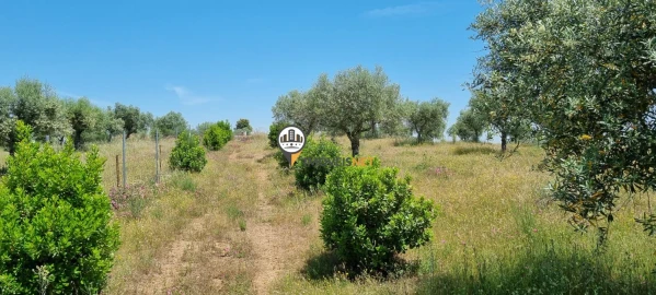 Terreno para Venda em Castelo Branco