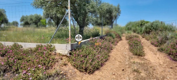 Terreno para Venda em Castelo Branco