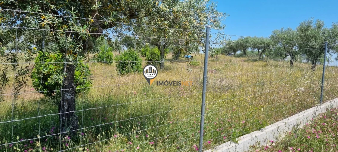 Terreno para Venda em Castelo Branco Foto 14
