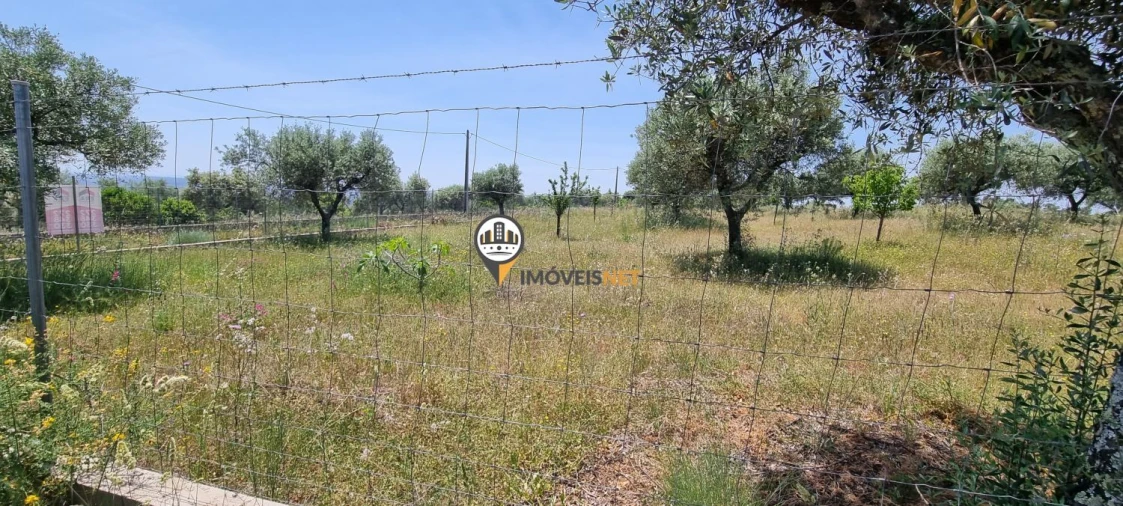Terreno para Venda em Castelo Branco Foto 9