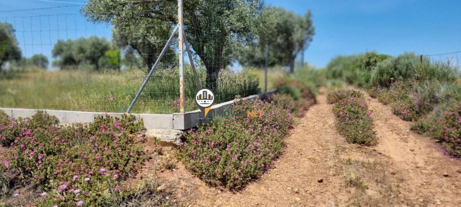 Terreno para Venda em Castelo Branco Foto 3