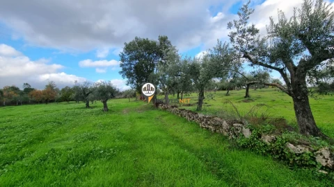 Terreno para Venda em Alcains
