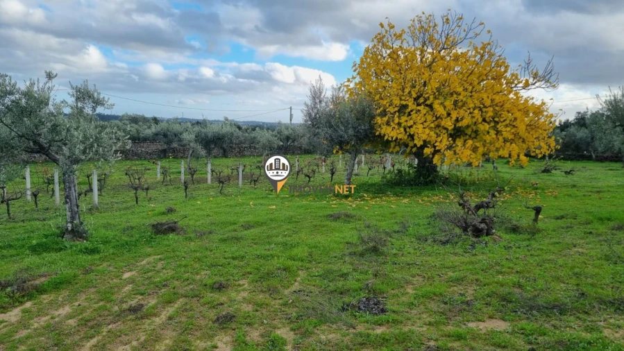 Terreno para Venda em Alcains Foto 8