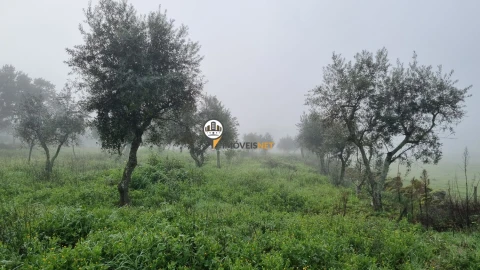 Terreno para Venda em Castelo Branco