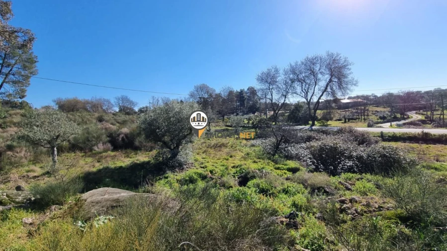 Terreno para Venda em Penamacor Foto 9