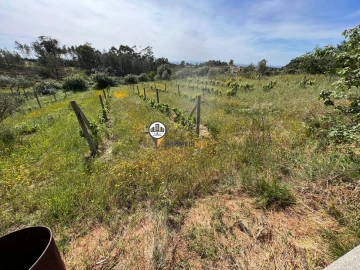 Terreno para Venda em Castelo Branco