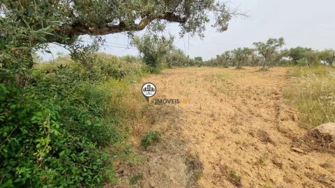 Terreno para Venda em Castelo Branco