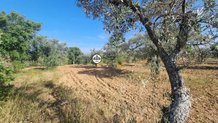 Terreno para Venda em Castelo Branco Foto 6