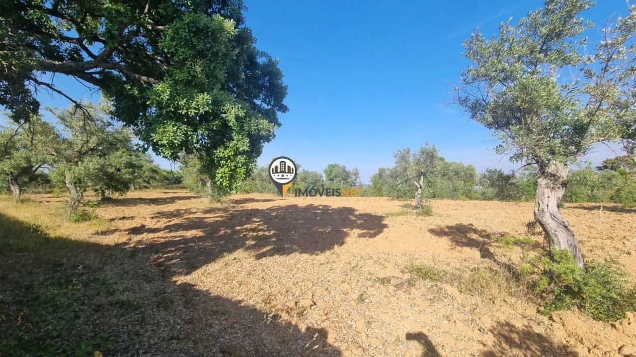 Terreno para Venda em Castelo Branco Foto 7