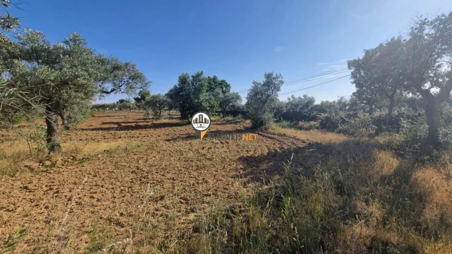 Terreno para Venda em Benquerenças Foto 3