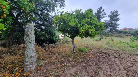 Terreno para Venda em Castelo Branco