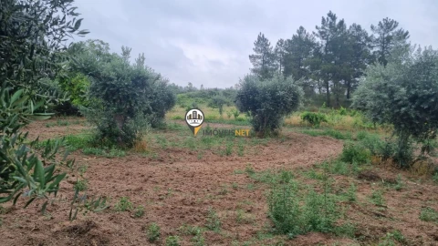 Terreno para Venda em Castelo Branco