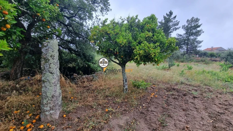 Terreno para Venda em Castelo Branco Foto 6