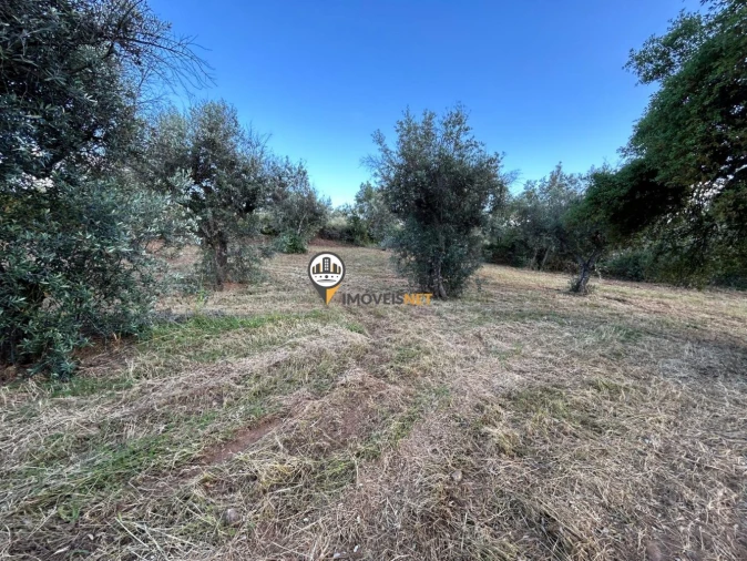Terreno para Venda em Castelo Branco Foto 8