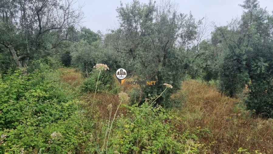Terreno para Venda em Castelo Branco Foto 12