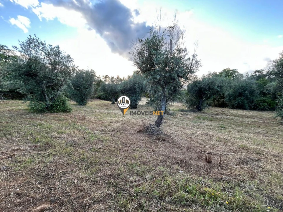 Terreno para Venda em Castelo Branco Foto 6