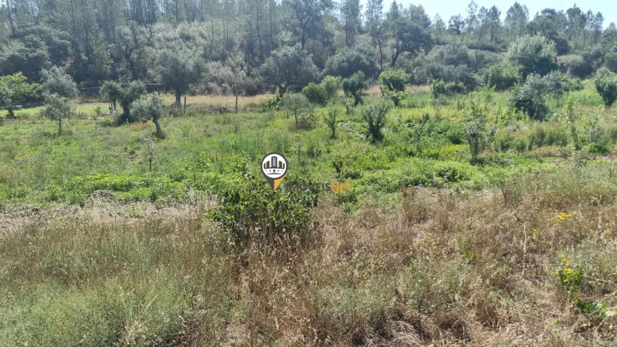 Terreno para Venda em Castelo Branco Foto 13