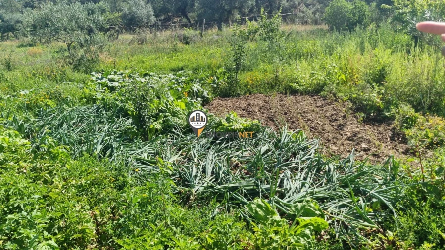 Terreno para Venda em Castelo Branco Foto 12