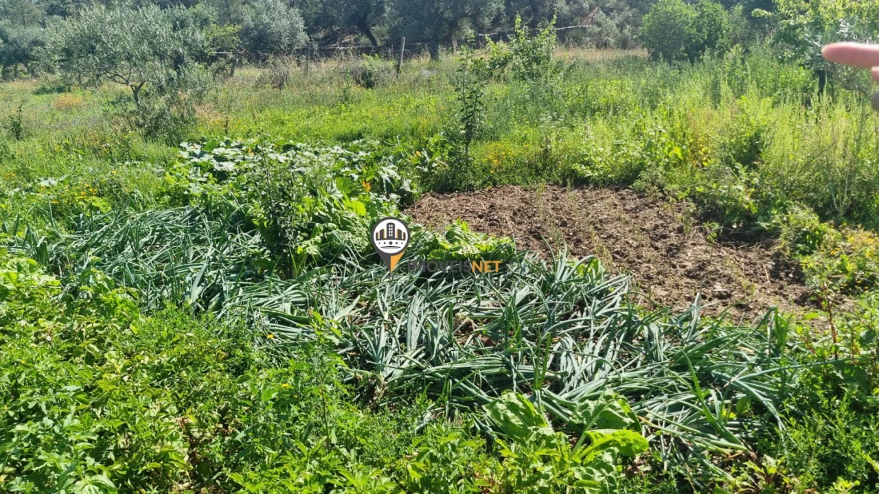 Terreno para Venda em Castelo Branco Foto 12