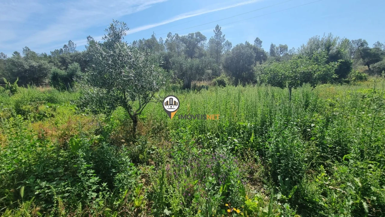 Terreno para Venda em Castelo Branco Foto 10
