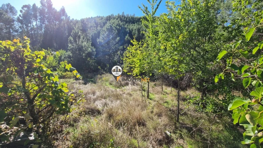 Terreno para Venda em Janeiro de Cima e Bogas de Baixo Foto 13
