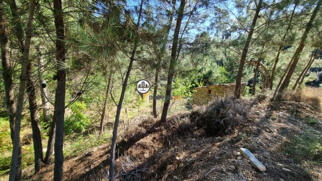 Terreno para Venda em Janeiro de Cima e Bogas de Baixo Foto 9