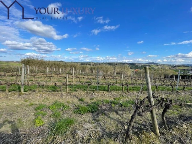 Terreno para Venda em Ventosa Foto 6