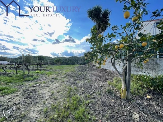 Terreno para Venda em Ventosa Foto 13