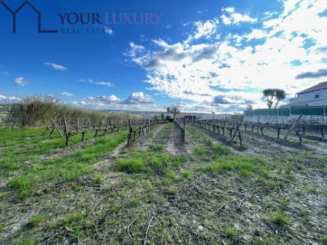 Terreno para Venda em Ventosa Foto 22