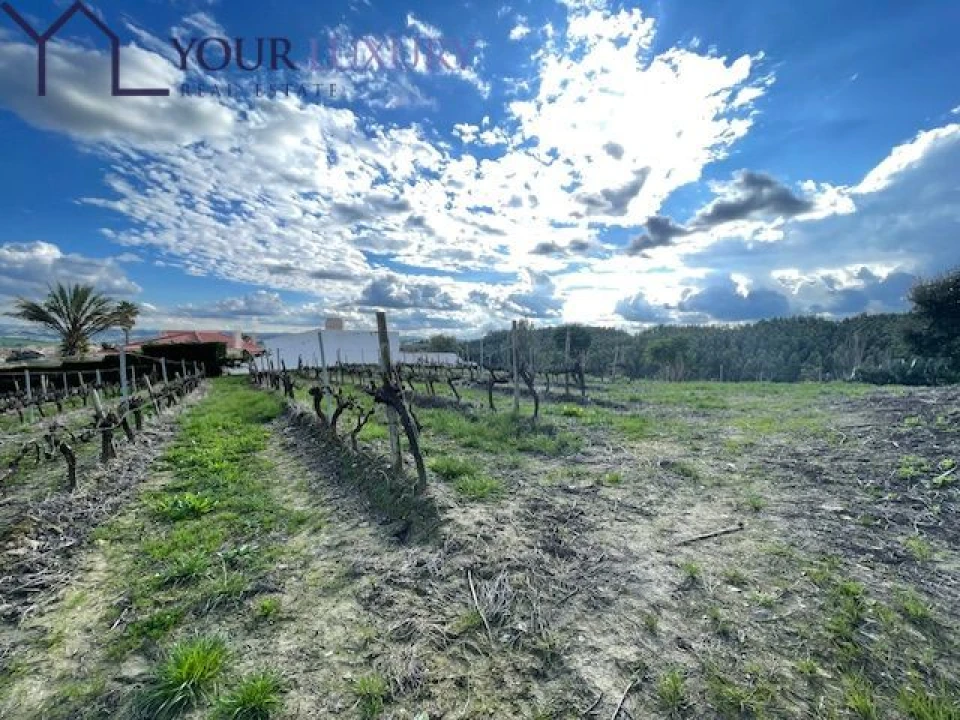 Terreno para Venda em Ventosa Foto 11