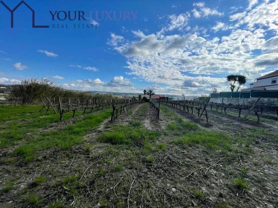 Terreno para Venda em Ventosa Foto 19