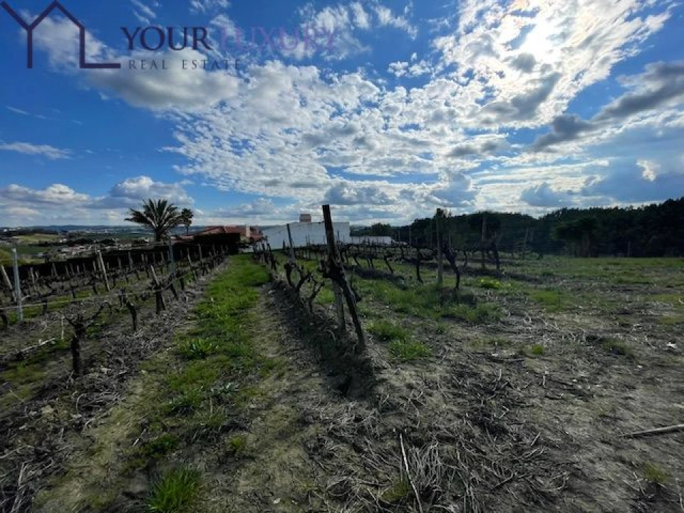 Terreno para Venda em Ventosa Foto 9
