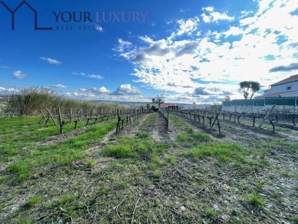 Terreno para Venda em Ventosa Foto 22